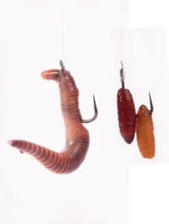 Korum CS Series Barbless Hooks To Nylon Worm/Caster -Korum 9e2b92be230e6408